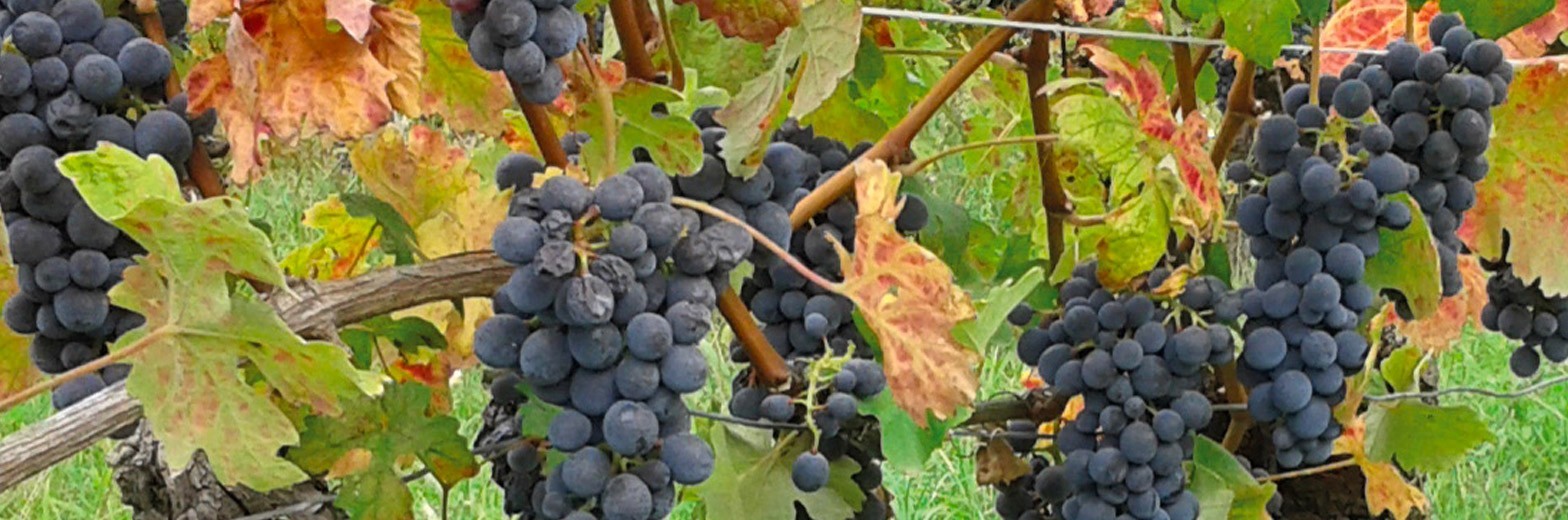 Nos vins d'abbayes et de pratiques viticoles ancestrales